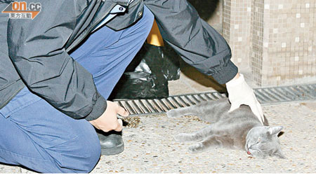 愛協人員為死亡的名種貓拍照記錄。（梁國雄攝）