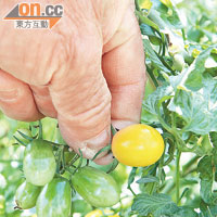 農田裏種植的有機小黃車厘茄正值收成期，味道清甜。