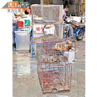 深圳及廣州的野味市場仍然有各種野味出售，場內衞生情況惡劣。