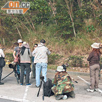 多名業餘生態攝影愛好者昨專程走到海洋公園大樹灣守候「戴勝」的出現。（胡家豪攝）