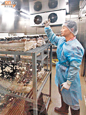 以「無菌操作室」種植菇菌，才能確保菇菌的食用安全。