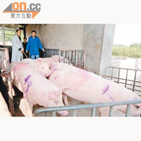 惠州市檢驗檢疫局強調，會嚴格監管豬場。