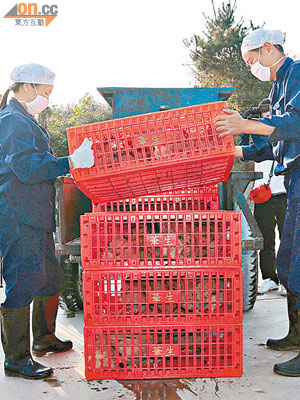 輸港的內地活雞，惠州市檢驗檢疫局有進行檢驗抽查，並無發現「催生雞」。