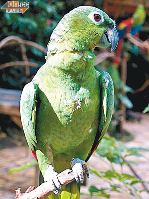 新界北動物管理中心去年十月接收一批來自南美洲的斑點亞馬遜鸚鵡，懷疑是引發疫情的源頭。