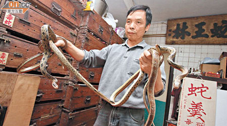 何卓興有近半世紀捉蛇經驗，徒手捉毒蛇完全是「小兒科」。