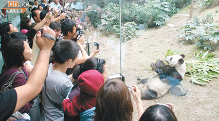 海洋公園熊貓館門票收費冠絕兩岸四地。