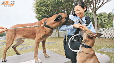 陸可穎除執勤外，亦會花上大量時間照顧警犬拍檔的起居飲食。