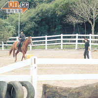 被指違規僭建的馬棚，飼養了不少馬匹。（張學儀攝）