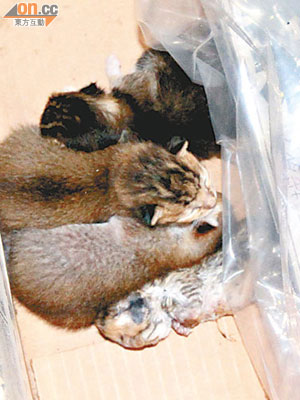 四隻小貓被人放在袋口打結的膠袋，其中一隻死亡。（馮戈攝）