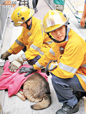 消防員將受傷唐狗抱往行人路上照顧。（曾紹良攝）