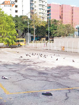 深水埗一幅聚集野鳥的空地昨驚現雀鳥集體死亡。（讀者李小姐提供）