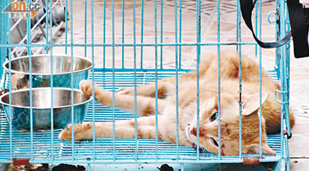 其中一貓活活餓死，躺在籠內。（愛護動物協會提供）