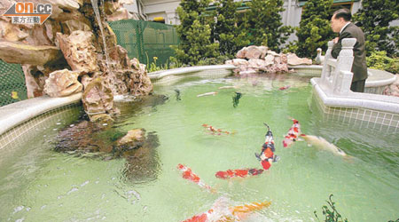 錦鯉本有能力適應香港冬天，但貪曾卻亂花公帑為愛魚建造豪華恒溫魚池。（資料圖片）