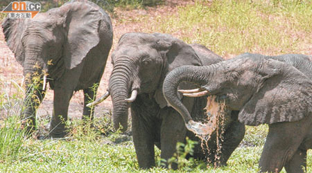 本港近三年檢獲的象牙數量共計逾一萬公斤，估計有數千隻大象因而遭殃。（資料圖片）