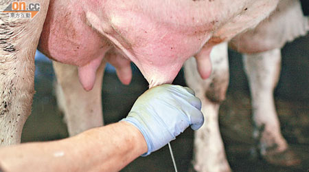 美國進行牛奶製品與乳癌關係研究，認為乳牛有豐富雌激素。