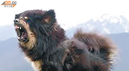 西藏獒犬。（資料圖片）