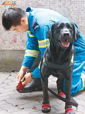 消防犬「森仔」穿上防熱鞋進入火場協助調查。