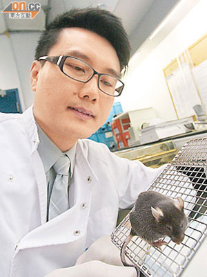 馬智謙為坐骨神經折斷的老鼠，注射小熱休克蛋白27，發現神經康復速度大大提高。（盧志燊攝）