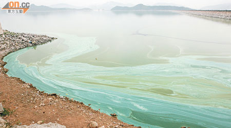 船灣淡水湖近主壩近日出現大片水藻，湖水呈現綠色。（張世洋攝）