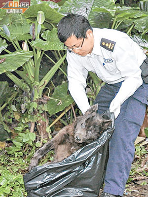 愛護動物協會人員將狗屍檢走調查。（趙瑞麟攝）