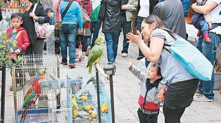 香港<br>旺角「雀仔街」昨一切如常。