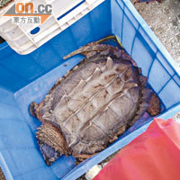 深圳街市有鱷龜出售，商販稱適合煲湯用。