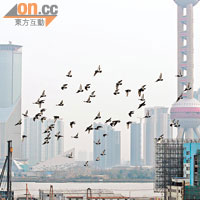 上海市東方明珠電視塔外經常見到大批鴿子飛翔。