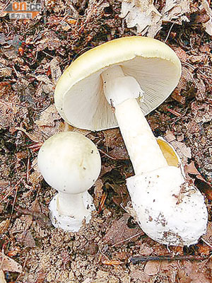 「毒鵝膏」是全球最毒野菇。
