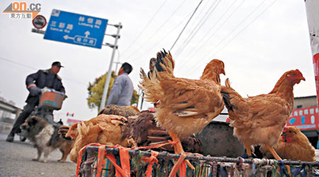 內地多個地方爆發H7N9禽流感，死亡個案不斷增加。