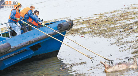 當局早前在上海黃浦江松江段撈起大量死豬。（資料圖片）