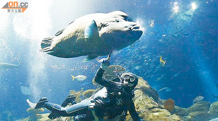 海洋公園推出「海洋奇觀水肺潛水體驗」，參加者可與巨型蘇眉等海洋生物親密接觸。