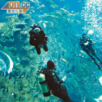 參加者可直達十二米深水底觀賞四百五十種海洋生物。