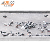 有市民用麵包餵飼白鴿，令長沙灣港鐵站上蓋滿布鴿糞。