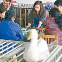 家禽滯銷，貴陽有活禽市場的商販打麻雀打發時間。（中新社圖片）