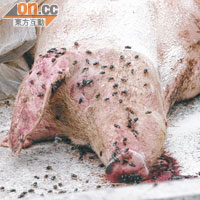 發脹的豬屍吸引大批蒼蠅「圍攻」，豬嘴更吐出鮮血。