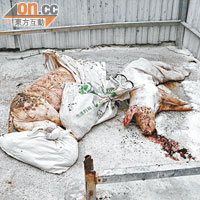 兩具豬屍沒有包裹妥當便被棄於動物屍體收集站內，衞生情況惡劣。