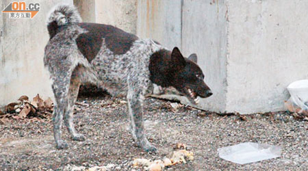 在錦田動物屍體收集站附近，有流浪狗叼食遺下在地上的雞仔屍體。