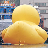 巨鴨昨未下水試航，在青衣船塢翹起屁股「曬太陽」。（胡家豪攝）
