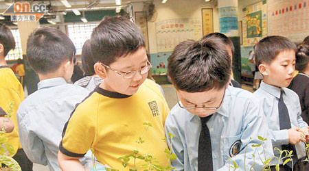 參與「一人一香草」計劃的同學雀躍地欣賞自己的種植成果。