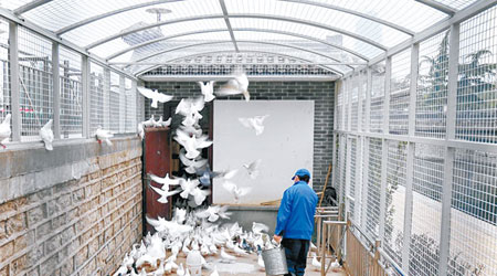 山東濟南隔離圈養廣場鴿，避免遊客與鴿子親密接觸。（中新社圖片）