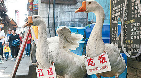 內地Ｈ７Ｎ９禽流感疫情持續，販賣家禽的食肆生意大減。（中新社圖片）