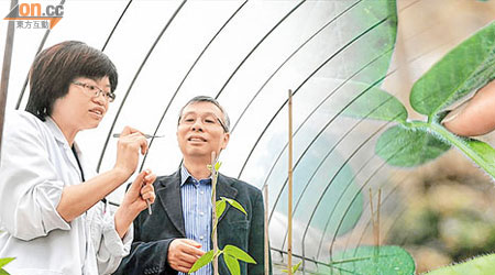 林漢明（右）在中大校園內開闢農地，進行大豆培育實驗。