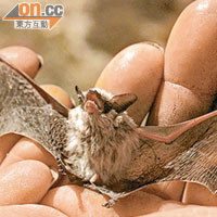 伏翼蝙蝠廣泛分布於歐洲、北非、中東以至中國西南部。圖為其中一種伏翼蝙蝠。