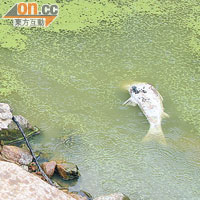 香港<br>船灣淡水湖發現的死魚，懷疑與水質參差有關。