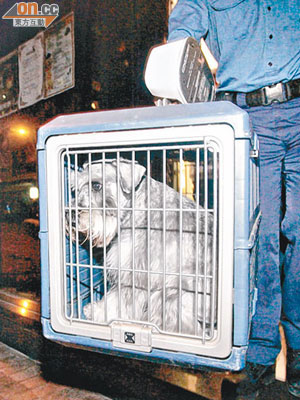 拒食「有毒糧」的史納沙狗送往獸醫檢驗。（林振華攝）