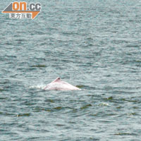 白海豚以往最常於本港西部水域出沒，惟填海方案令白海豚生態危在旦夕。