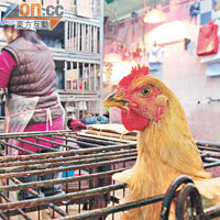 增城活雞驗出H7N9對本港市場影響不大。（資料圖片）
