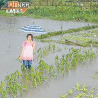 上水<br>上水燕崗村不少農田被雨水淹浸，菜農損失慘重。（林明強攝）