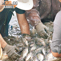 漁民不可使用孔雀石綠作水產養殖藥物。
