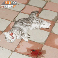 涉案貓兒當日被嚇至跳窗逃跑，而墮樓慘死。